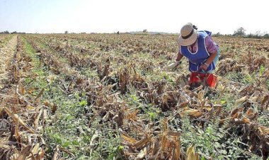 Enfrenta campo de Tamaulipas época complicada