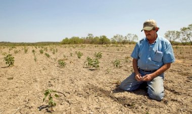 Menos apoyo en el PEF 2024 para el campo potosino