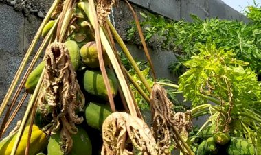 Calor extremo afecta cosechas en Tamaulipas