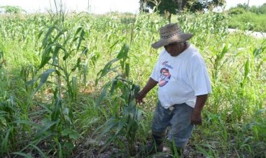 Los pobres del campo quintanarroense siguen en el abandono