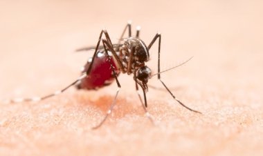 Dengue, peligroso brote