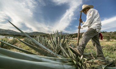 Productores de agave jaliscienses, en crisis