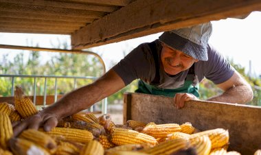 México, autosuficiente en la producción de maíz