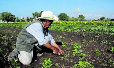 PEF 2025 amenaza cosechas en Chihuahua