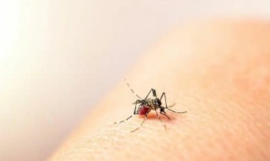 REPORTAJE | Dengue, el virus que logró adaptarse a las circunstancias