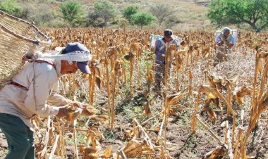 Campo mexicano, en el abandono gubernamental