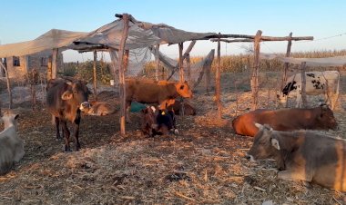 Advierten muerte masiva de animales por sequía extrema en Sinaloa