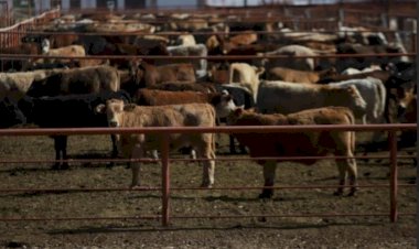 Durango sufre efectos de cierre de fronteras con Estados Unidos