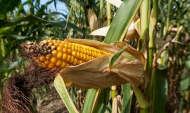 REPORTAJE | Agricultura sinaloense, en la incertidumbre