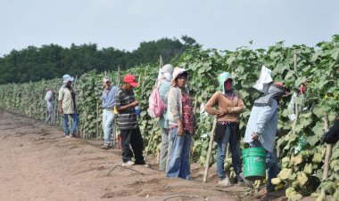 Menores de edad laboran en campos de Sinaloa