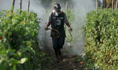 REPORTAJE | Productores de Sinaloa reducen inversión agrícola para sobrevivir
