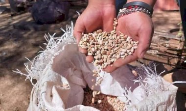 Frijol importado, ensombrece una cosecha récord en Durango