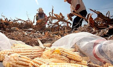 Maíz nacional sin oportunidad en el mercado