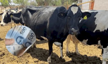 Gusano barrenador paraliza la economía en Chihuahua