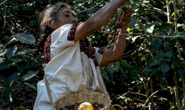 Huehuetla: productores de café, en la pobreza