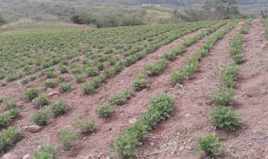 CRÓNICA | “Está  abandonado el campo: Concepción Vaca