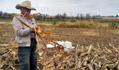 El abandono al campo mexicano