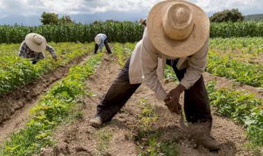 Política agraria en México: inseguridad alimentaria